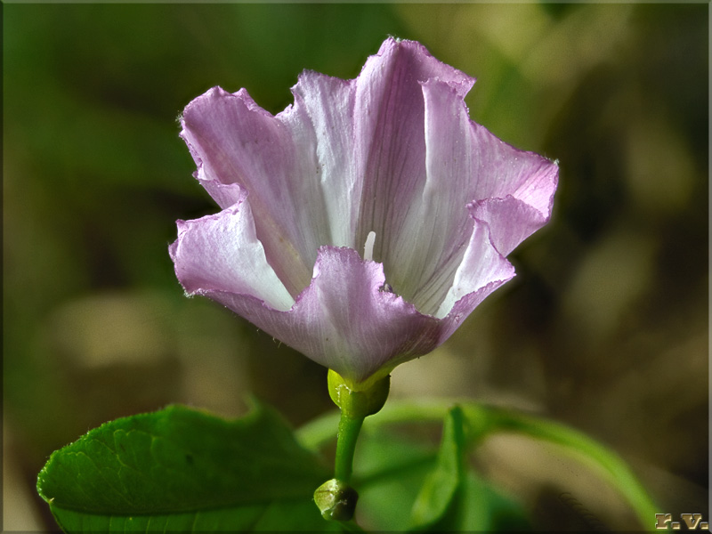 Vilucchio comune Convolvulus arvensis  Convolvulaceae Solanales 