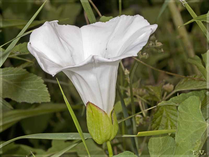 Vilucchio bianco Vilucchione Convolvulus sepium  Convolvulaceae Solanales