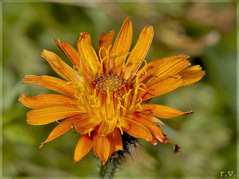 Radicchiella aranciata Crepis aurea  Asteraceae Asterales