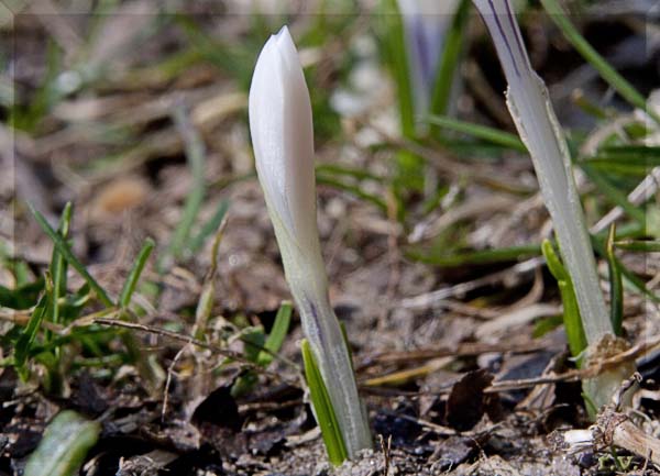 Croco Crocus vernus  Iridaceae Liliales