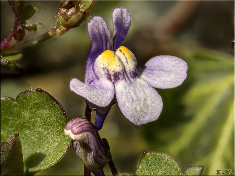 Ciombolino Cymbalaria muralis  Scrophulariaceae Scrophulariales