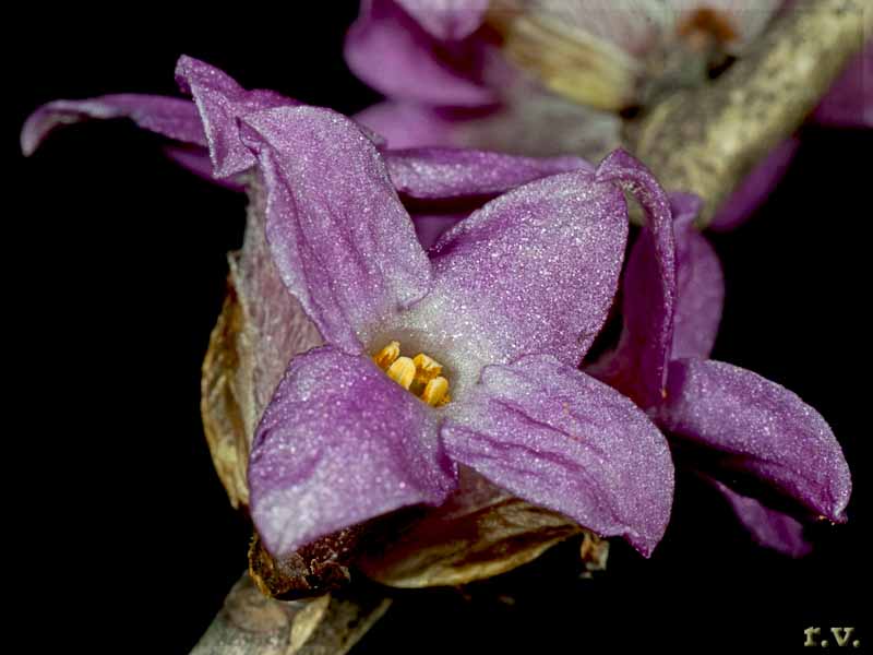Fior di stecco Daphne mezereum  Thymelaeaeceae Myrtales