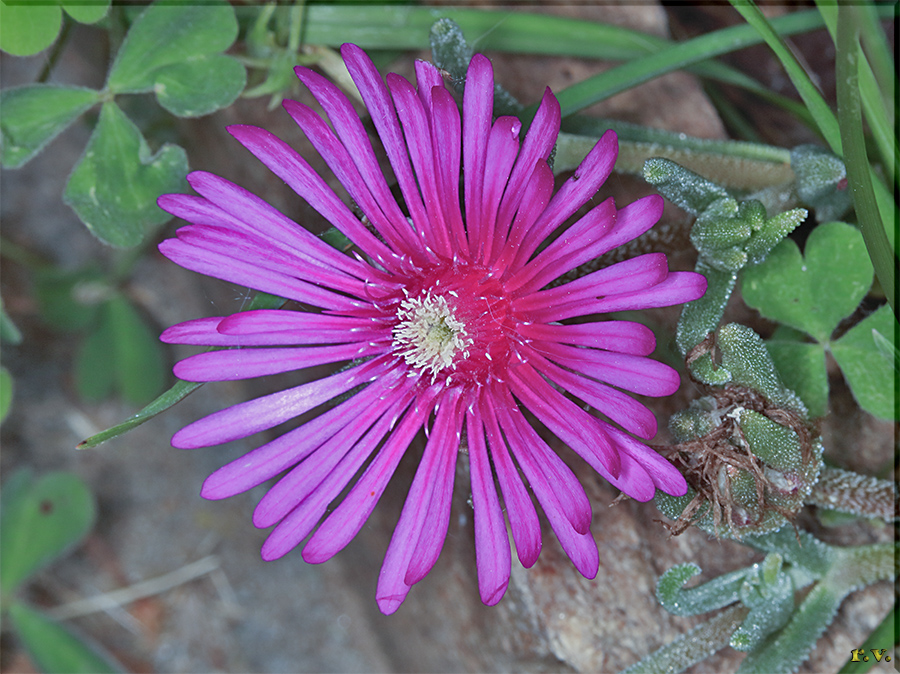 Mesembriantemo Delosperma cooperi  Caryophyllaceae Caryophyllales