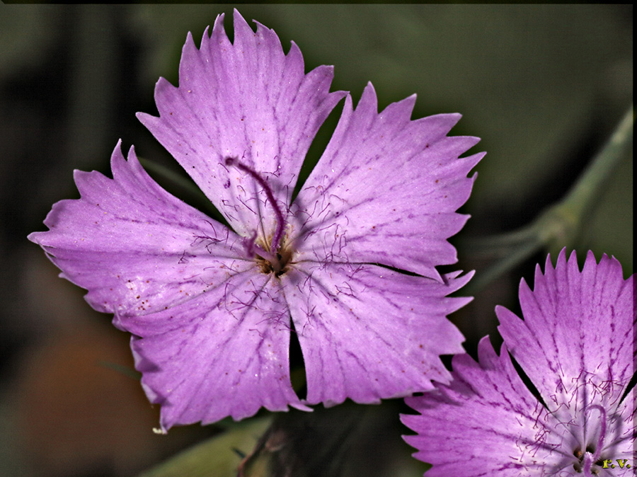 Dianthus balbisii