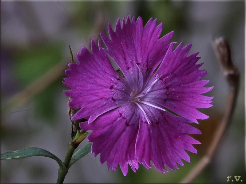 Garofano montano Dianthus barbatus  Caryophyllaceae Caryophyllales