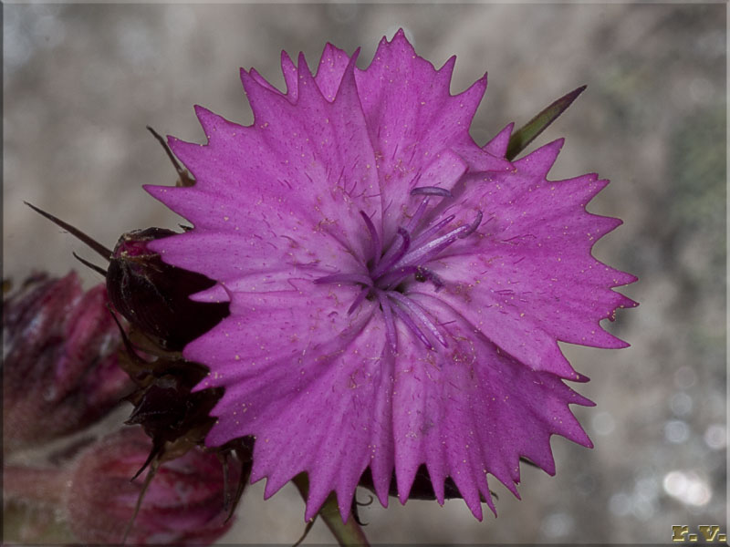 Garofano pavonio Dianthus neglectus  Caryophyllaceae Caryophyllales