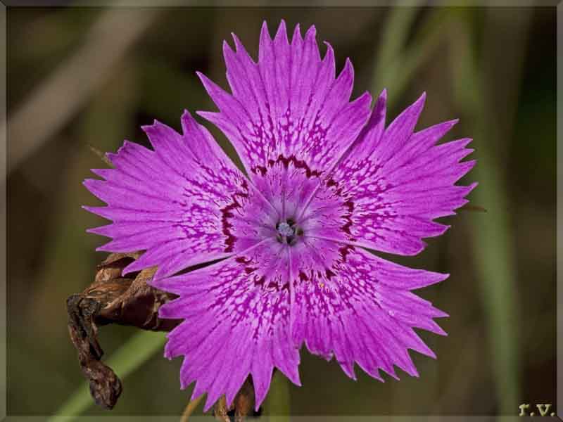 Garofano di Seguier  Dianthus seguieri  Caryophyllaceae Caryophyllales
