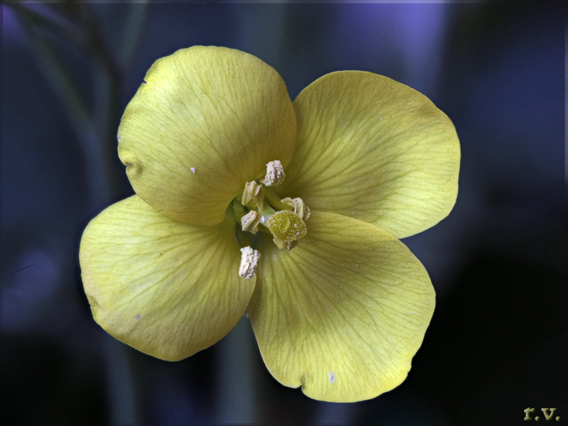 Rughetta selvatica Diplotaxis tenuifolia  Brassicaceae Capparales