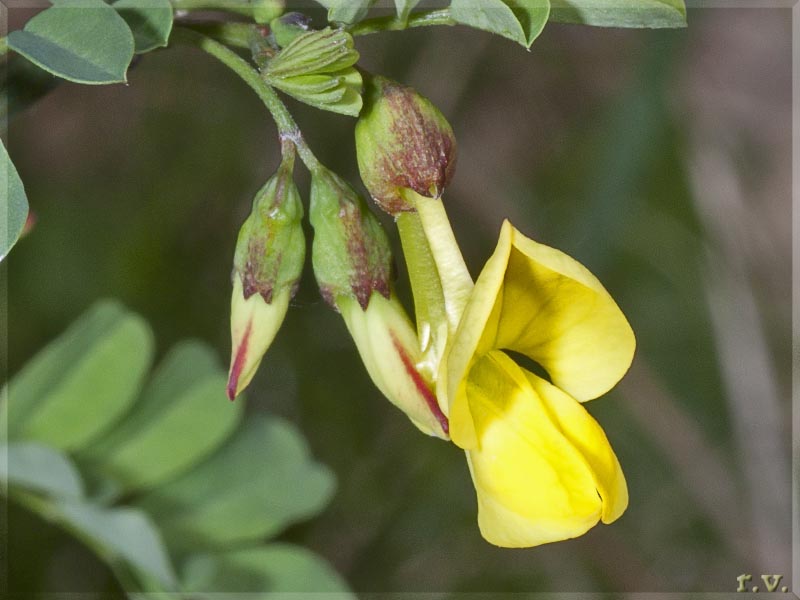 Erba cornetta Dondolino Emerus majus  Fabaceae Fabales