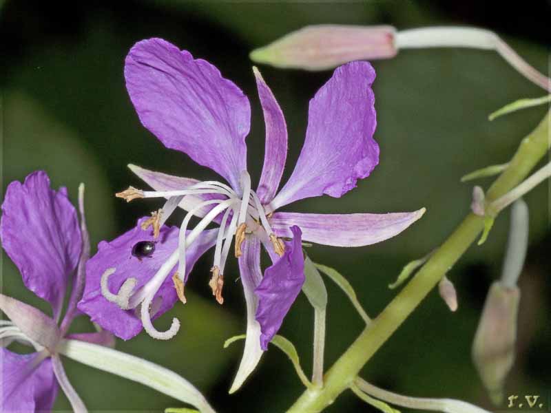 Epilobio Erba del SS. Glande Epilobium angustifolium  Onagraceae Myrtales