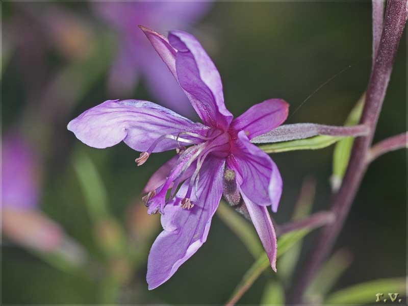 Ramerino di fiume Epilobium dodonaei  Onagraceae Myrtales