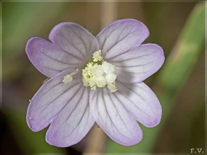 Garofanino turgoncello Epilobium palustre  Onagraceae Myrtales