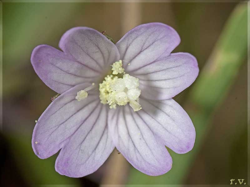 Garofanino turgoncello Epilobium palustre  Onagraceae Myrtales