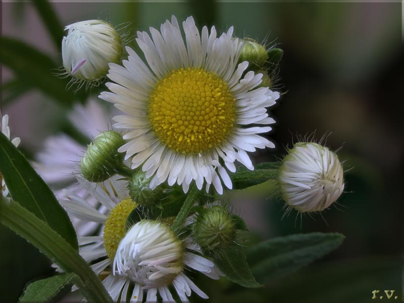 Cespica annua Erigeron annuus  Asteraceae Asterales