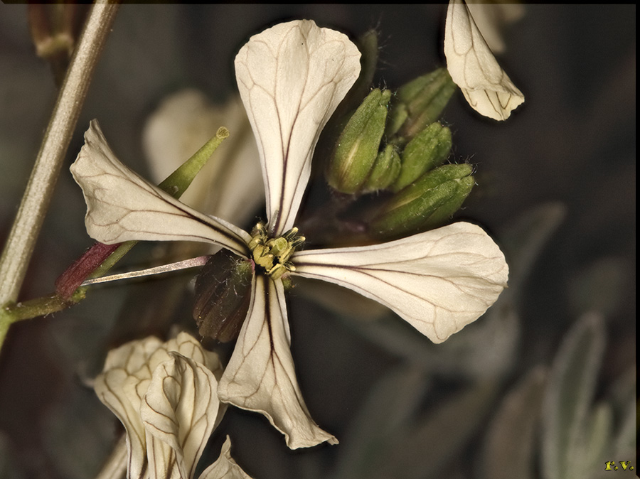 Rucola comune Eruca sativa  Brassicaceae Capparales