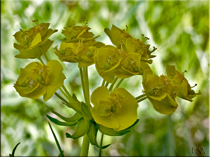 Erba cipressina Euphorbia cyparissias  Euforbiacee Euphorbiales