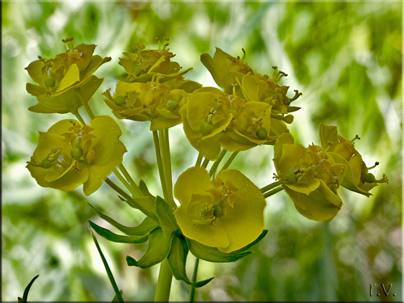 Euphorbia cyparissias