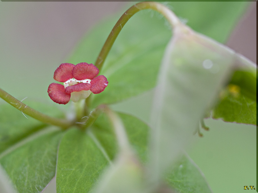 Euphorbia dulcis