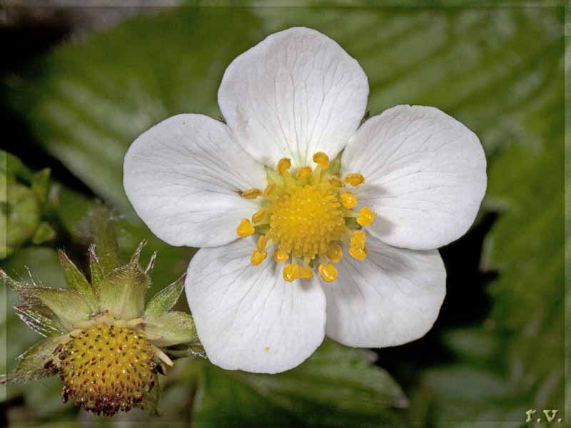 Fragola selvatica Fragaria vesca  Rosaceae Rosales