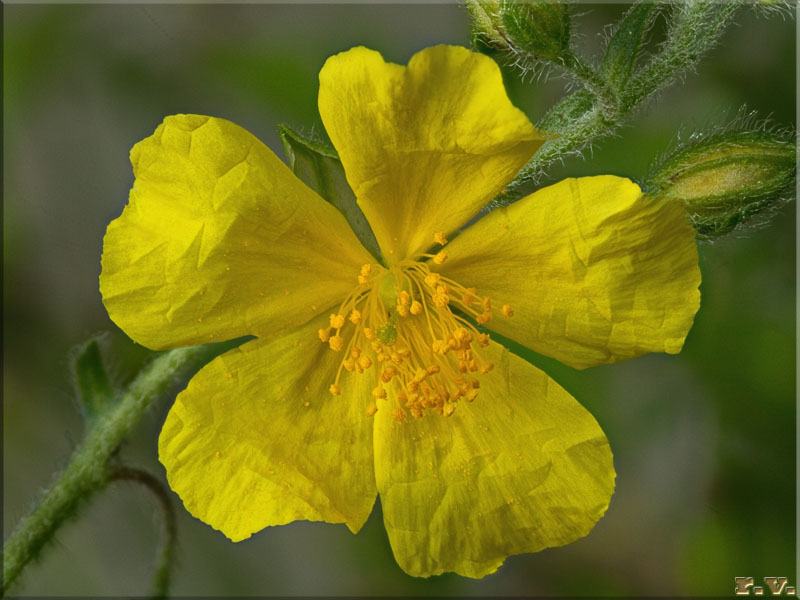 Fumana comune Fumana procumbens  Cistaceae Malvales