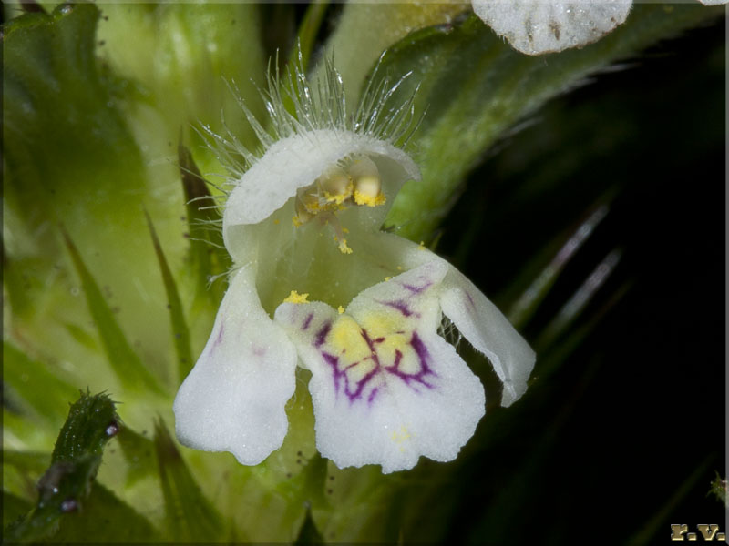 Canapetta screziata Galeopsis speciosa  Lamiaceae Lamiales