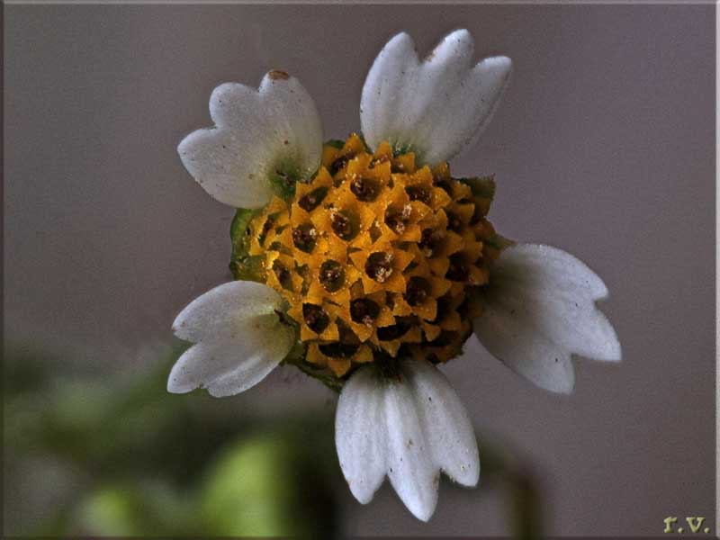 Galisonga comune Galinsoga ciliata  Asteraceae Asterales