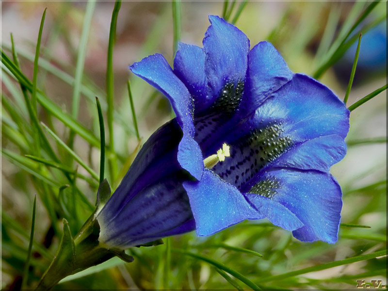 Genzianella Gentiana acaulis  Gentianaceae Gentianales