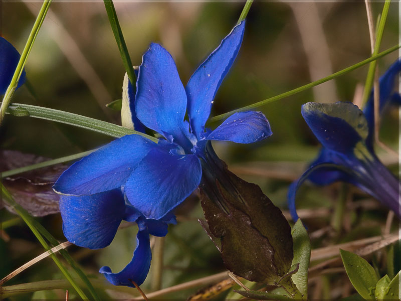 Genziana primaticcia Gentiana verna  Gentianaceae Gentianales