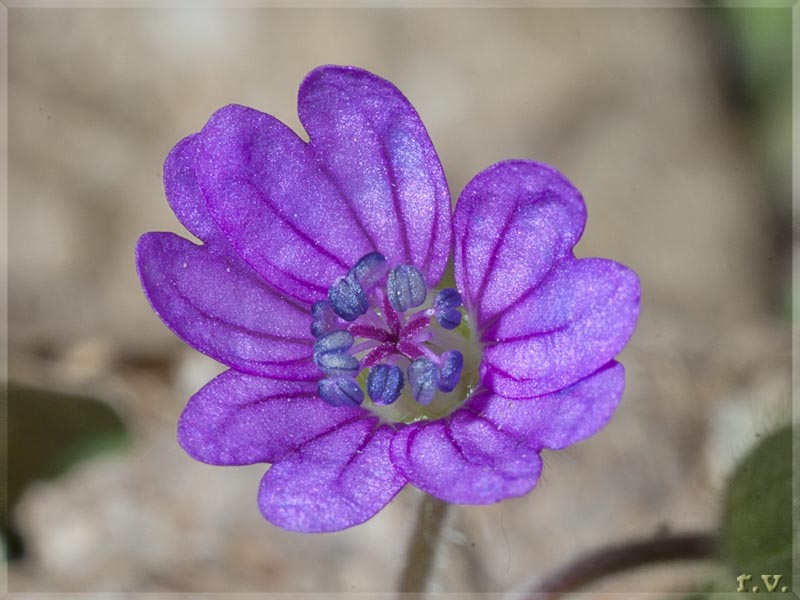 Geranio volgare Geranium molle  Geraniaceae Geraniales