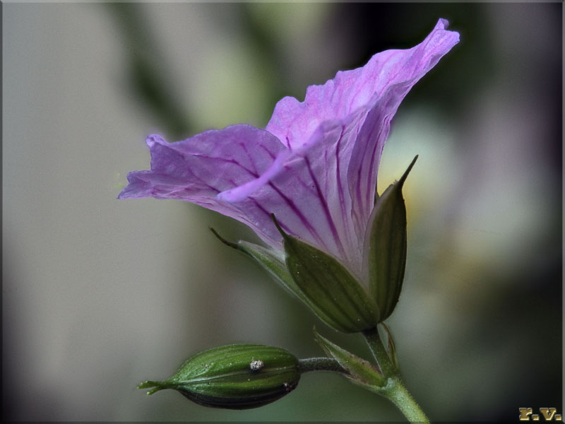 Geranium nodosum