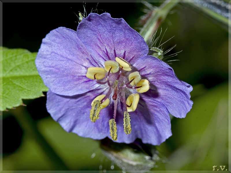 Geranio stellato Geranium phaeum  Geraniaceae Geraniales