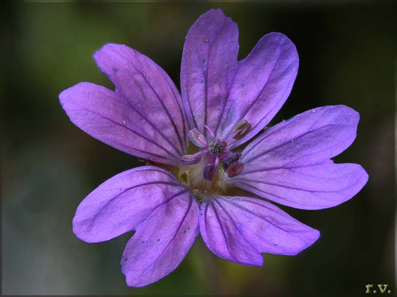 Geranio dei Pirenei Geranium pyrenaicum  Geraniaceae Geraniales