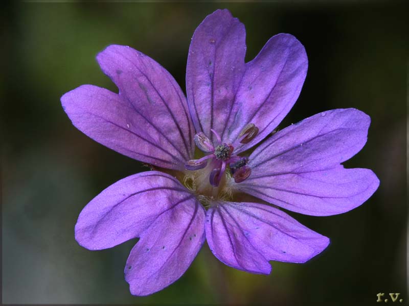 Geranium pyrenaicum