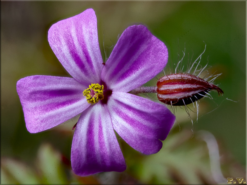 Erba roberta Geranium robertianum  Geraniaceae Geraniales