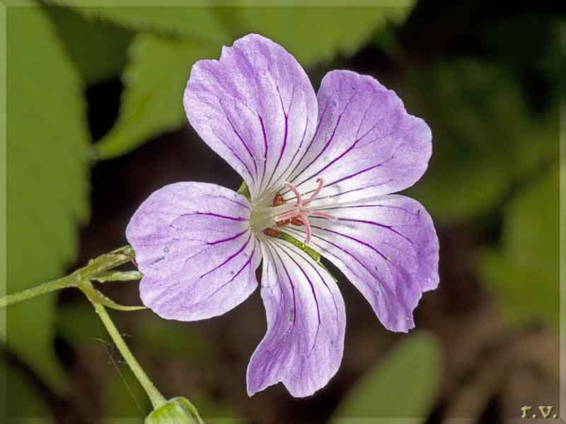 Geranio dei prati Geranium sylvaticum  Geraniaceae Geraniales
