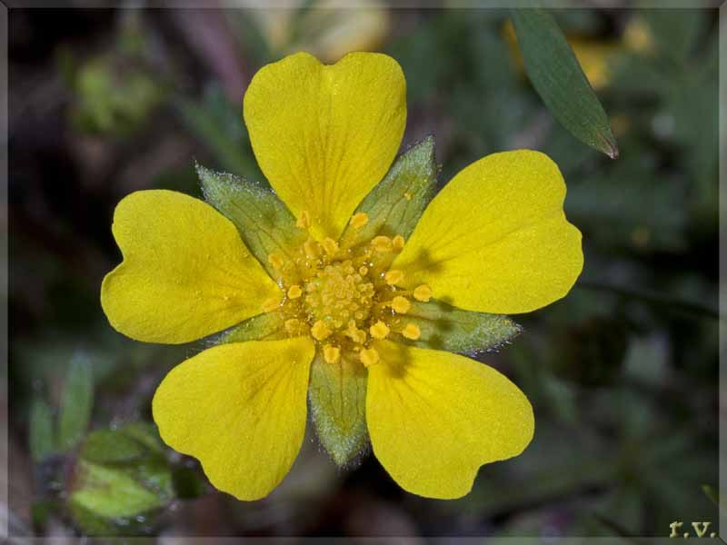 Cariofillata montana Geum montanum  Rosaceae Rosales