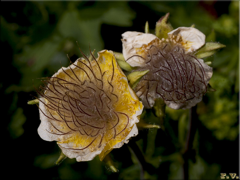 Cariofillata dei rivi Geum rivale  Rosaceae Rosales