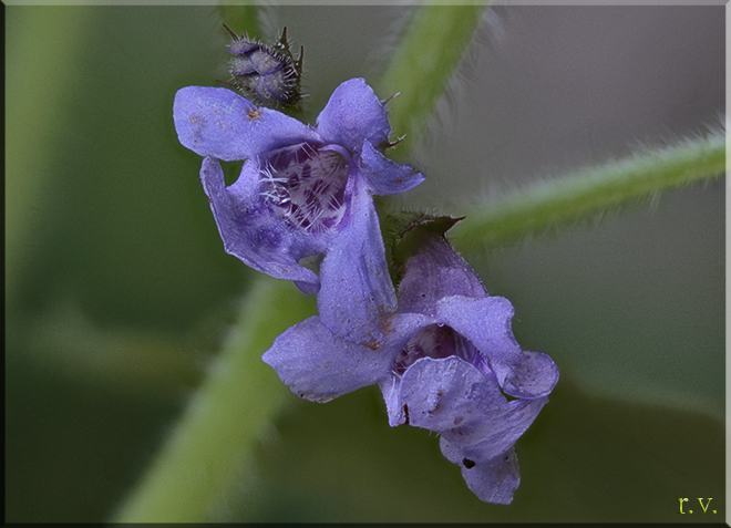 Edera terrestre Glechoma hederacea  Lamiaceae Lamiales