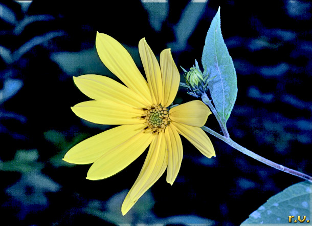 Topinanbur Helianthus tuberosus  Asteraceae Asterales