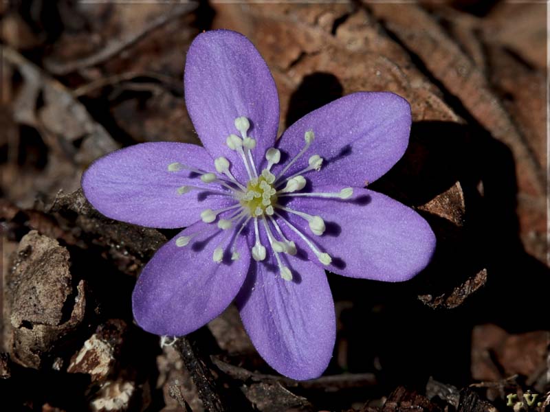 Fegatella Erba trinit Epatica triloba Hepatica nobilis  Ranunculaceae Ranunculales