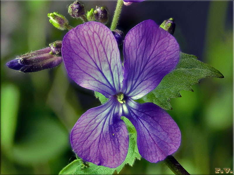 Violaciocca antoniana Hesperis matronalis  Brassicaceae Brassicales