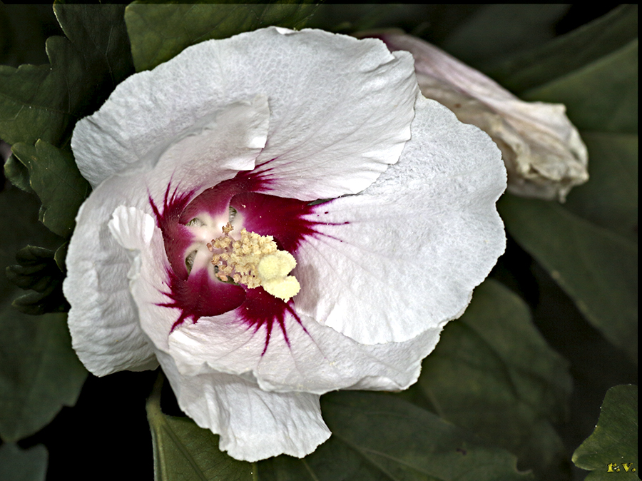 Ibisco siriano
 Hibiscus syriacus  Malvaceae
 Malvales
