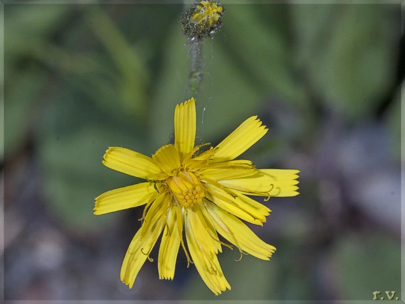 Sparviere Hieracium bifidum  Asteraceae Asterales