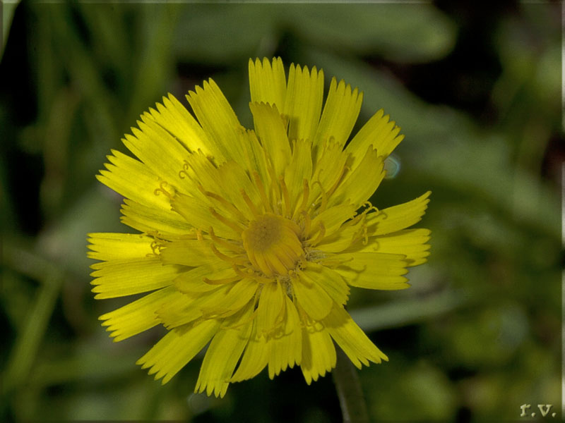  Hieracium humile  Asteraceae Asterales