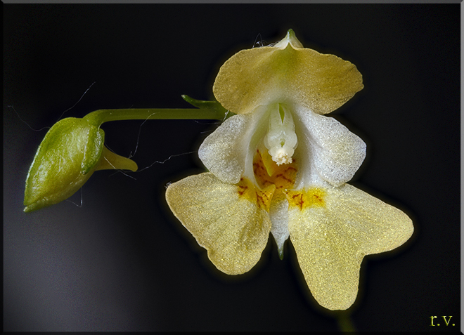 Impatiens parviflora