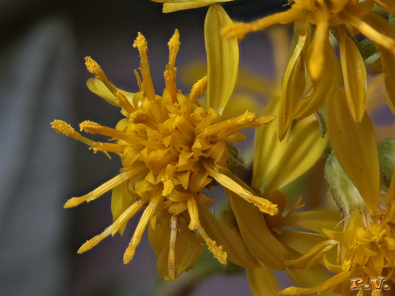 Enula bacicci Inula viscosa  Asteraceae Asterales