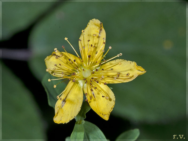 Erba di san Giovanni delle Alpi Iperico alpino  Clusiaceae Theales