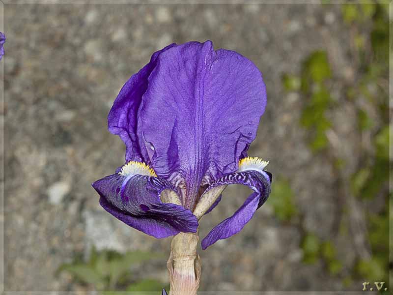 Giaggiolo Iris germanica  Iridaceae Liliales