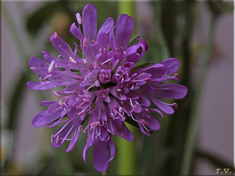 Ambretta annuale Knautia integrifolia  Caprifoliaceae Dipsacales