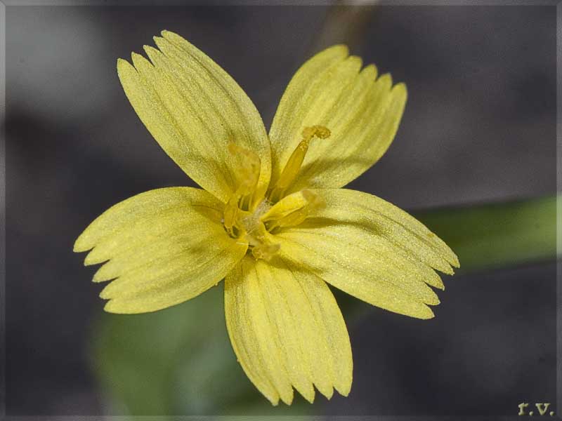 Lattuga dei boschi Lactuca muralis  Asteraceae Asterales